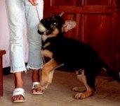 Adiestramiento del Cachorro Adiestramiento del Cachorro