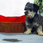 alfombra-orinada-por-un-perro