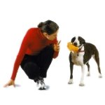 Enseñando Disciplina a un perro