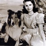Lassie, Perros Actores