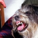 perro agresivo 