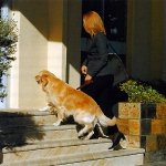 Perro Entrando a un Hotel