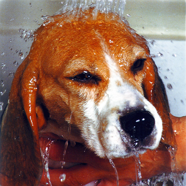 http://www.aperrados.com/wp-content/gallery/cuidados-para-perros/lavando-a-un-perro.jpg