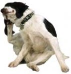 Perro con alergia Perro con alergia
