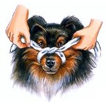 bozal de perro paso 1