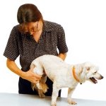 masajeando a un perro