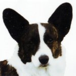 Orejas de Perro