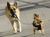 Pasear al Perro