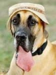 Gran danes protegiéndose del sol con un simpático sombrero Gran danes protegiéndose del sol con un simpático sombrero