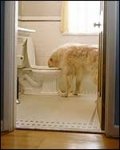 Perro vomitando