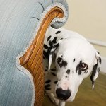 Perro Asustado