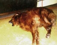 Epilepsia en Perros