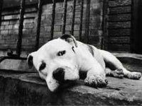 Moquillo o distemper