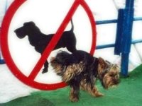 Perro orinando