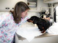 Veterinarios