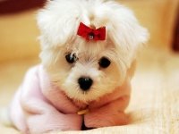 cachorrita-preciosa.jpg
