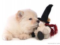 Cachorro blanco jugando con un peluche