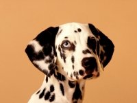 dalmata.jpg