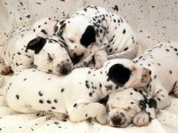 Fondo de Pantalla de varios cachorros Dálmatas
