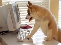 Fondo de Pantalla de un perro escribiendo en un computador