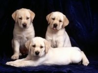 Tres cachorros Labrador