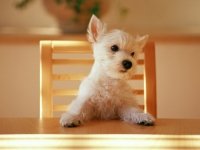 perrito esperando su plato de comida