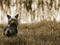 Perrito en medio del pasto