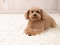 Perrito peludo en alfombra peluda