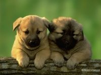 Cachorros gorditos