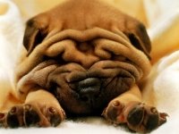 Shar Pei durmiendo
