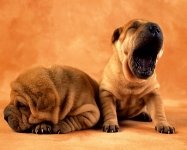 shar_pei-1280x1024.jpg