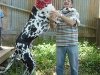 gibson-tallest-dog.jpg