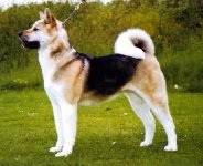 Akita Inu