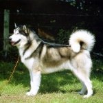 Alaskan Malamute
