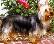 Australian Silky Terrier