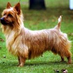 Australian Terrier