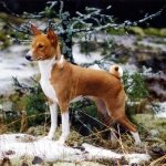 Basenji