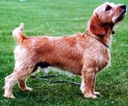 basset fauve de bretagne 