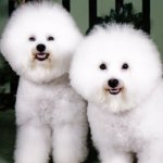 bichon-frise.jpg