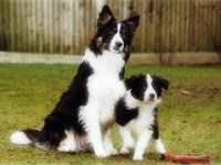 Border Collie