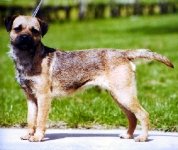 Border Terrier