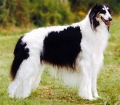 borzoi