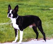 Boston Terrier