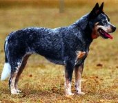 Boyero Australiano