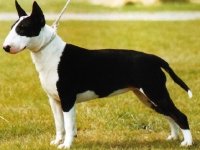 Bull Terrier