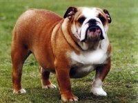 Bulldog