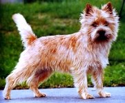 Cairn Terrier