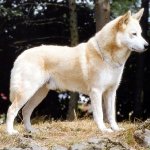 Canaan Dog