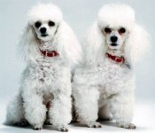 Caniche Miniatura