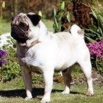 Carlino